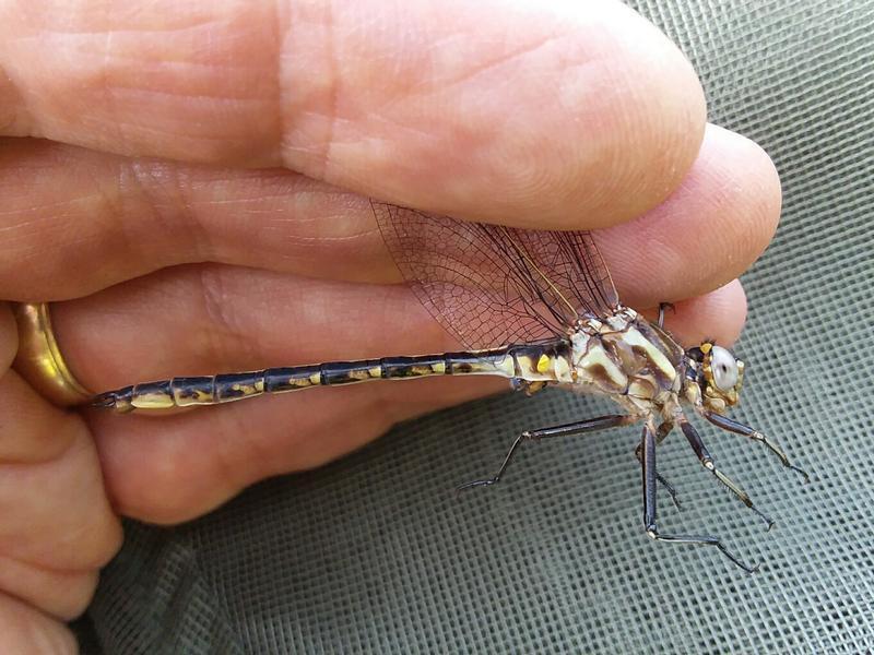 Photo of Dusky Clubtail