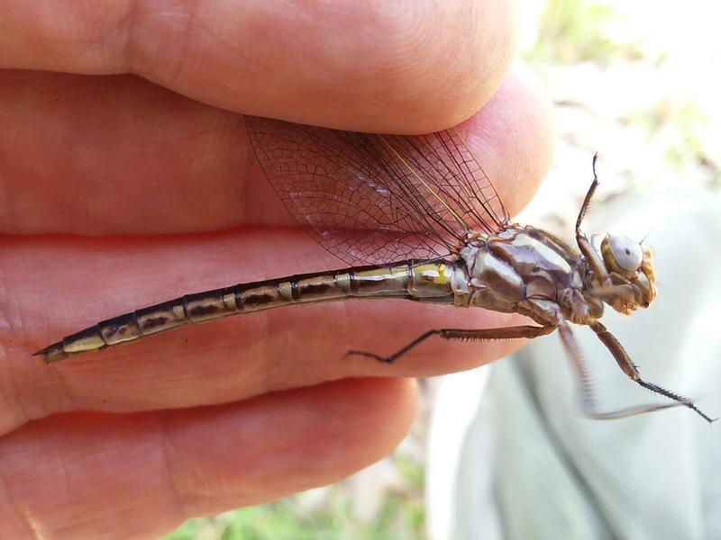 Photo of Dusky Clubtail