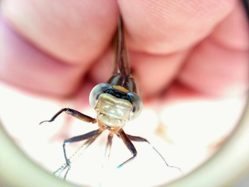 Photo of Dusky Clubtail