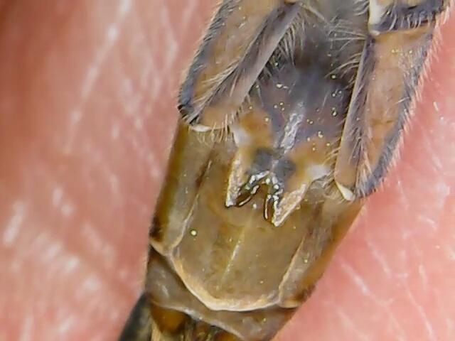 Photo of Dusky Clubtail