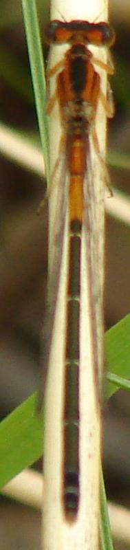 Photo of Eastern Forktail