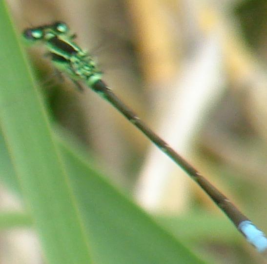 Photo of Eastern Forktail