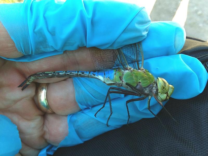 Photo of Common Green Darner