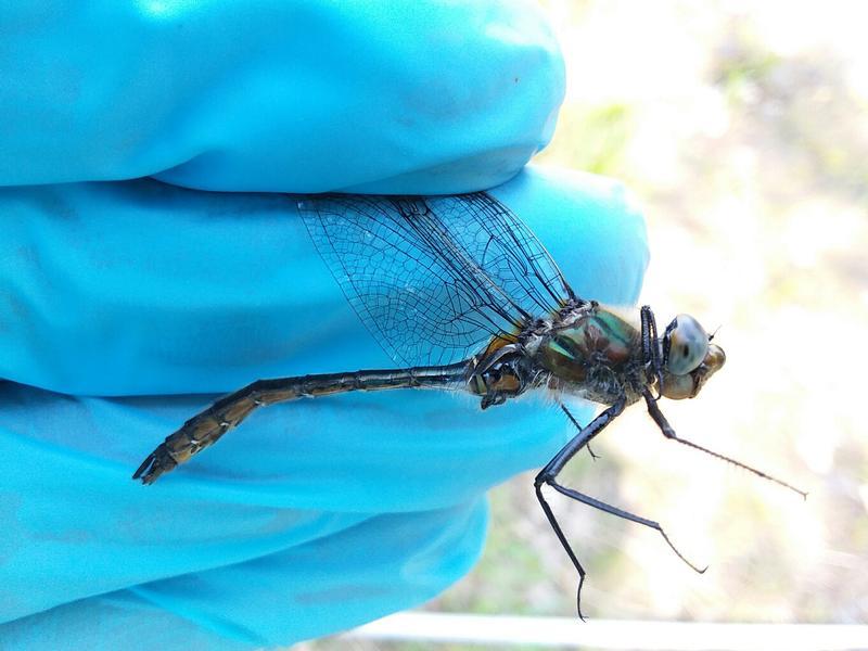 Photo of American Emerald