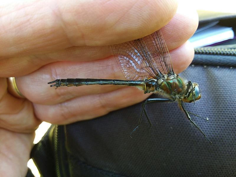 Photo of American Emerald