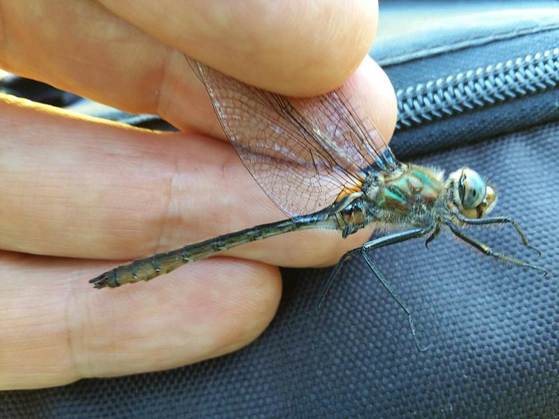 Photo of American Emerald