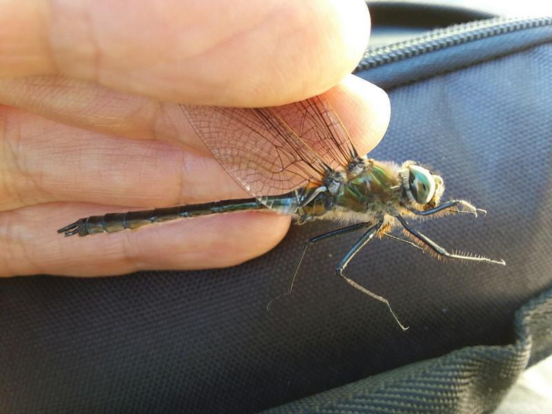 Photo of American Emerald