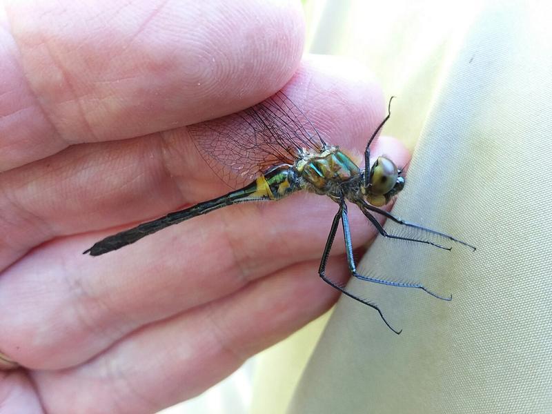 Photo of Racket-tailed Emerald