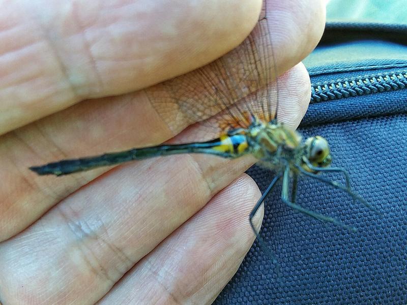 Photo of Racket-tailed Emerald