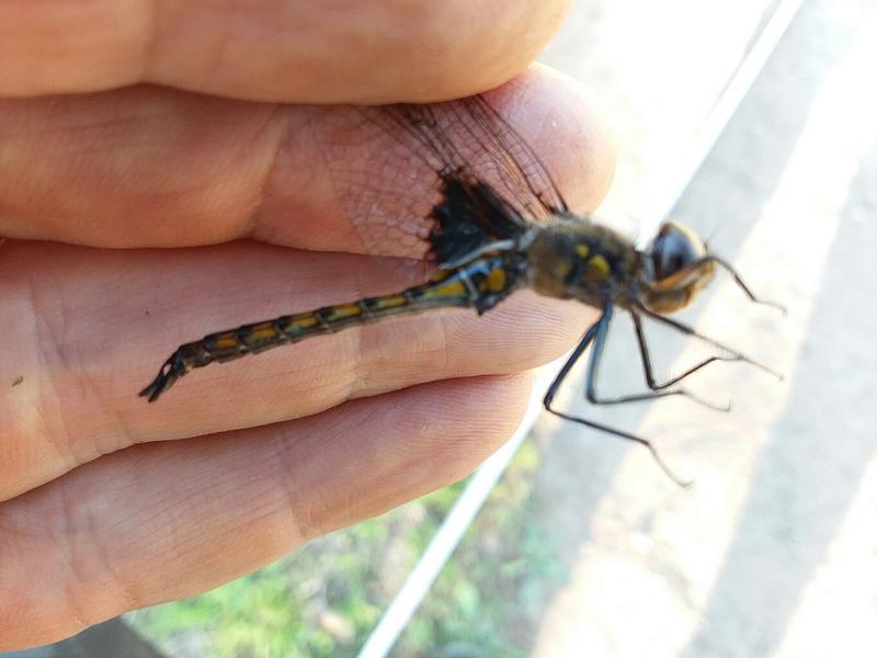 Photo of Common Baskettail