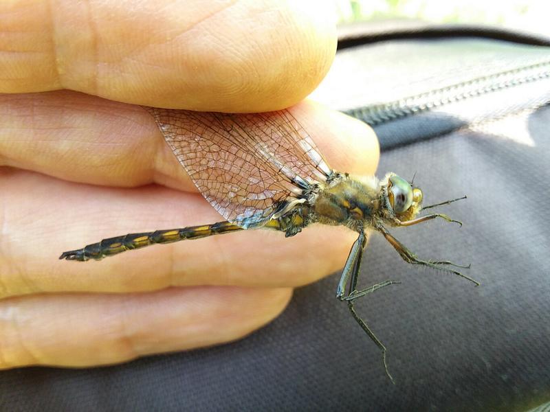 Photo of Beaverpond Baskettail