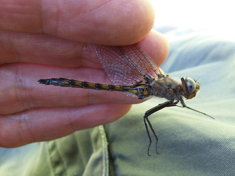 Photo of Beaverpond Baskettail