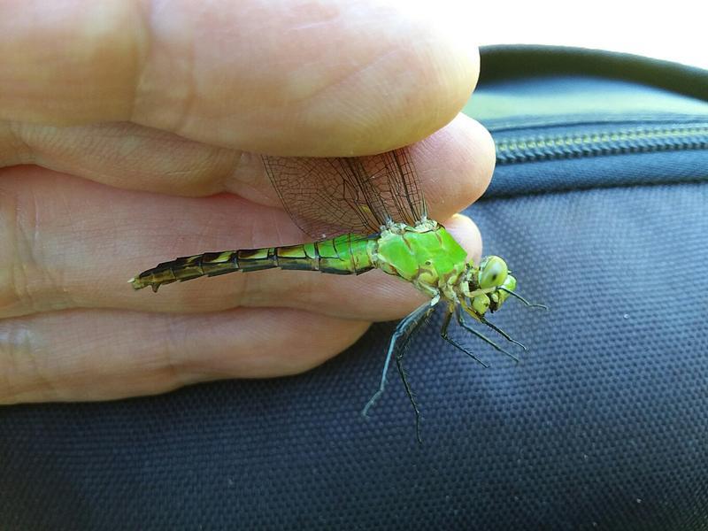 Photo of Eastern Pondhawk