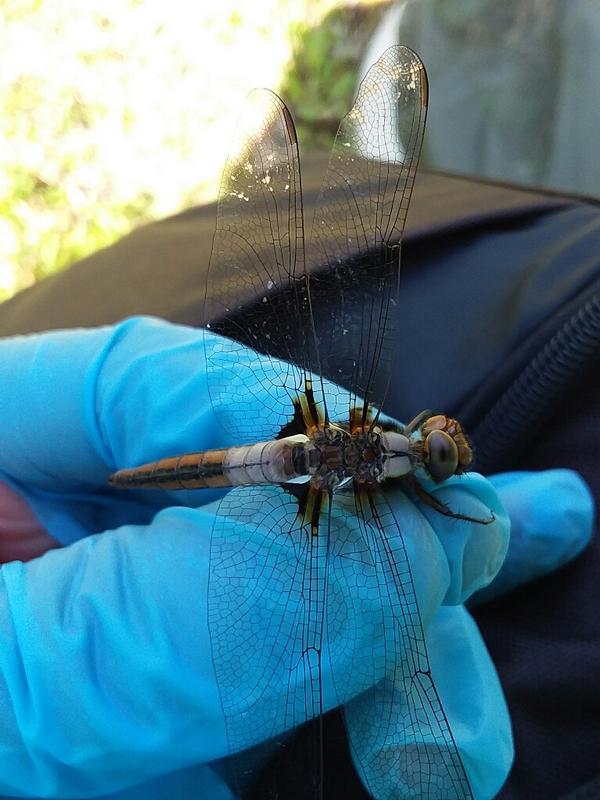 Photo of Chalk-fronted Corporal