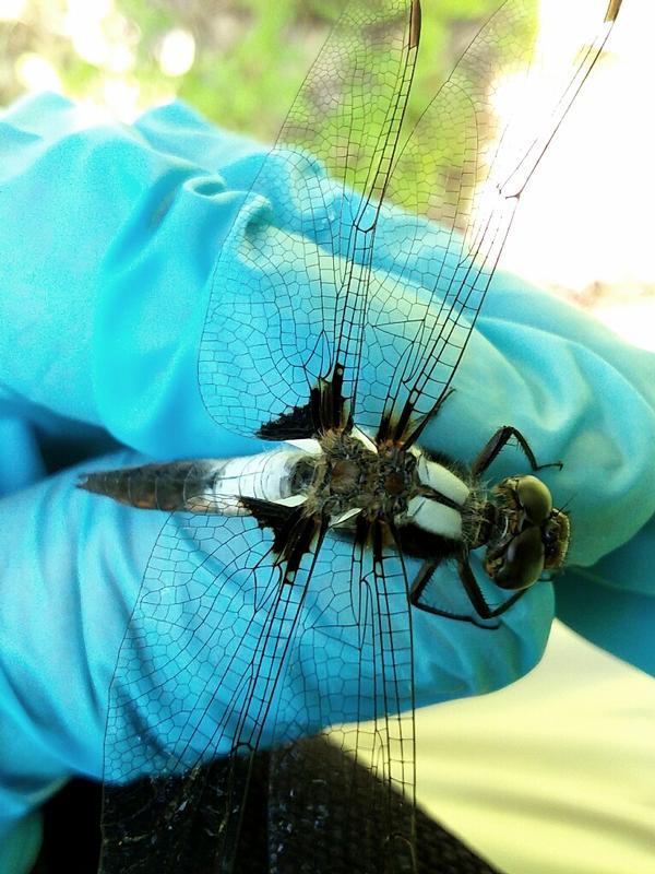 Photo of Chalk-fronted Corporal