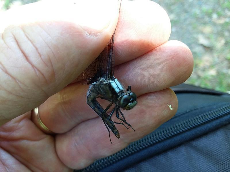 Photo of Chalk-fronted Corporal