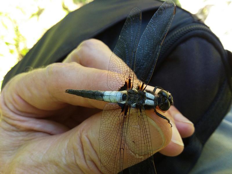 Photo of Chalk-fronted Corporal