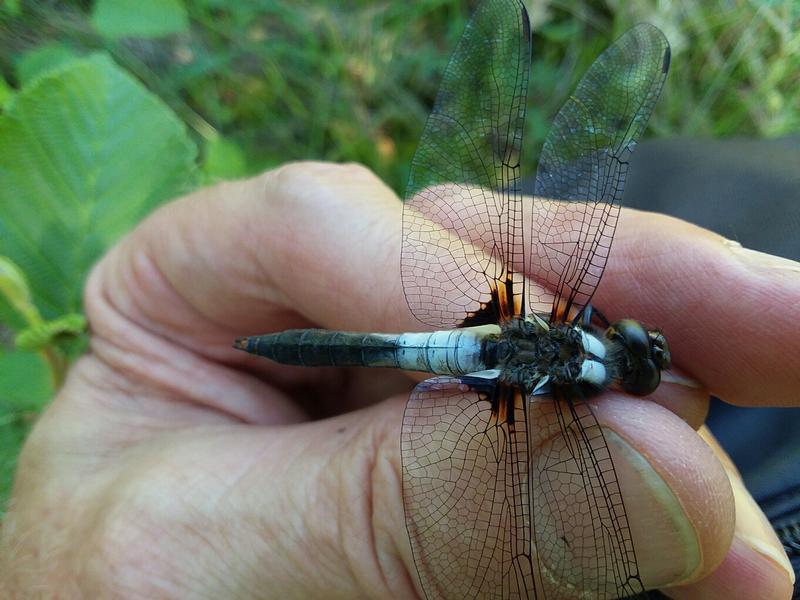 Photo of Chalk-fronted Corporal