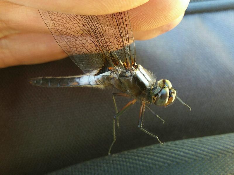 Photo of Chalk-fronted Corporal