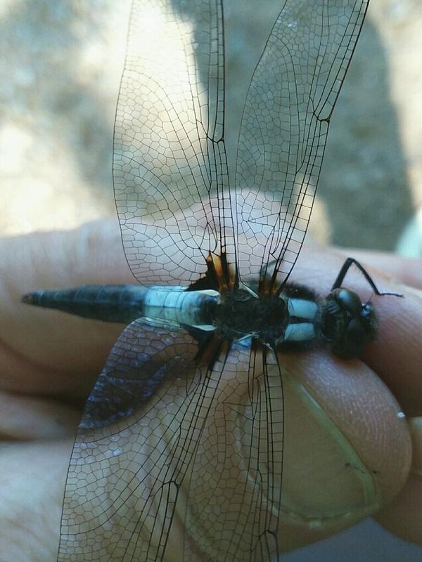 Photo of Chalk-fronted Corporal