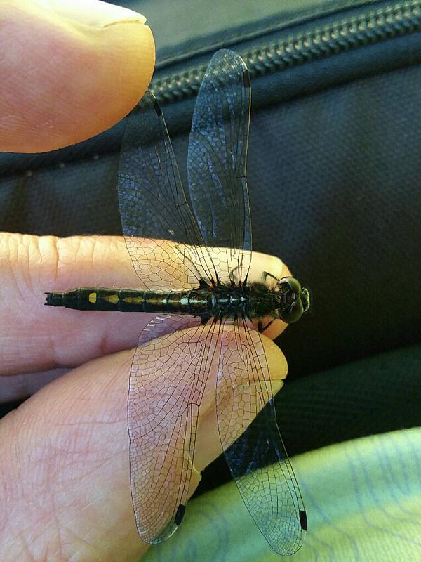 Photo of Dot-tailed Whiteface