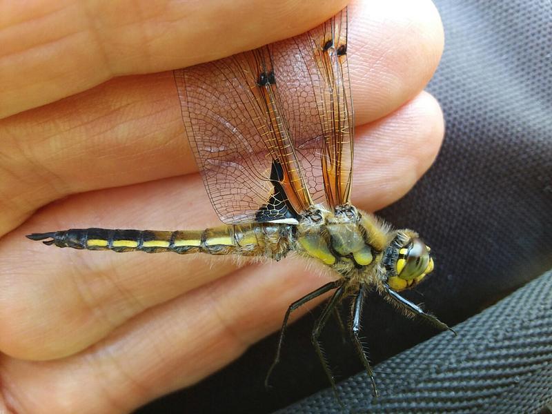 Photo of Four-spotted Skimmer