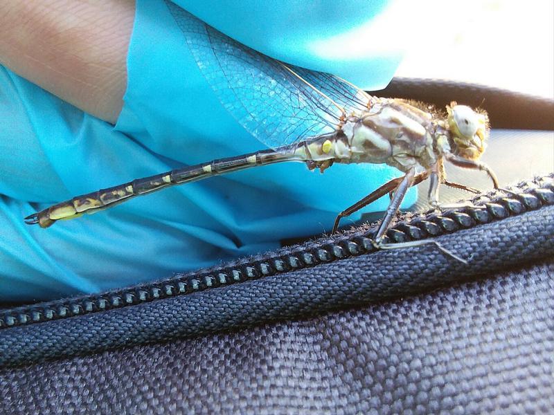 Photo of Dusky Clubtail