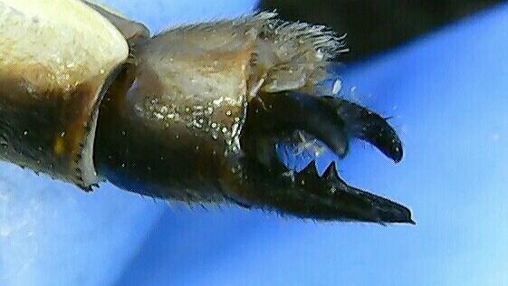 Photo of Dusky Clubtail