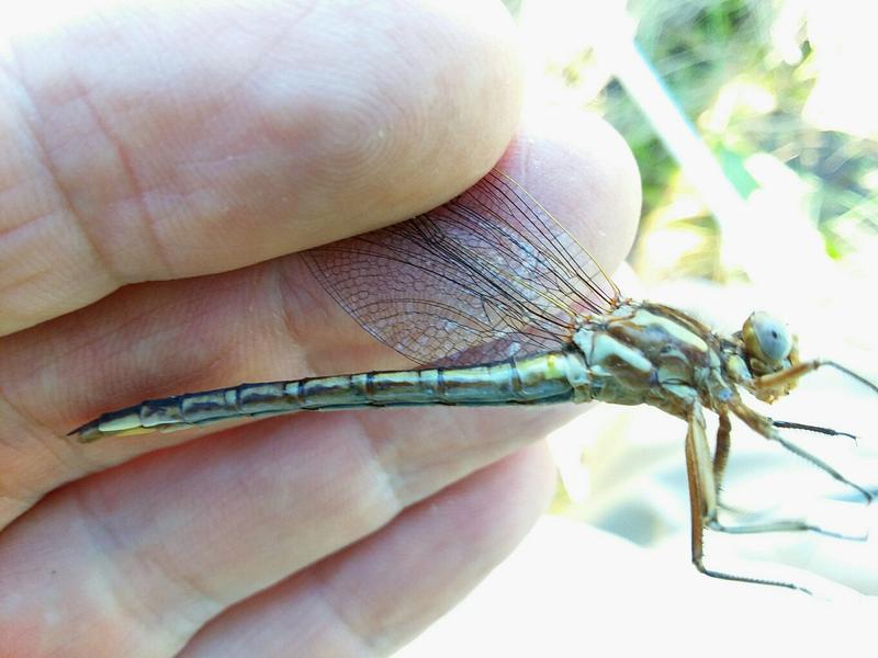 Photo of Dusky Clubtail