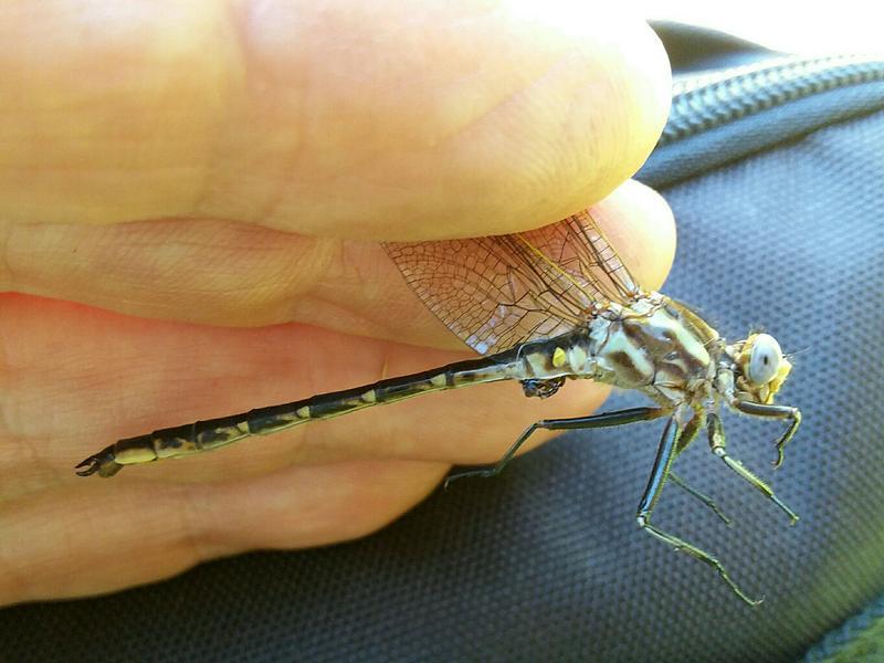 Photo of Dusky Clubtail