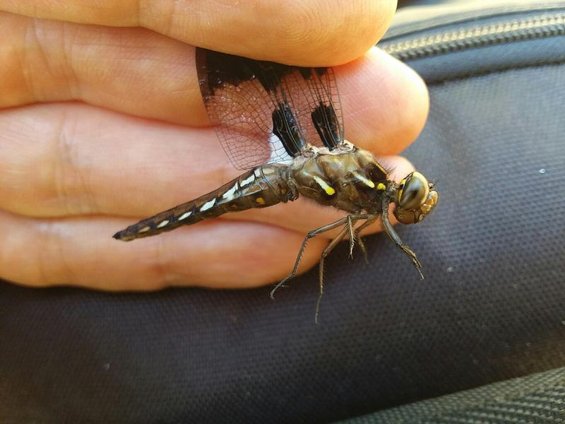 Photo of Common Whitetail