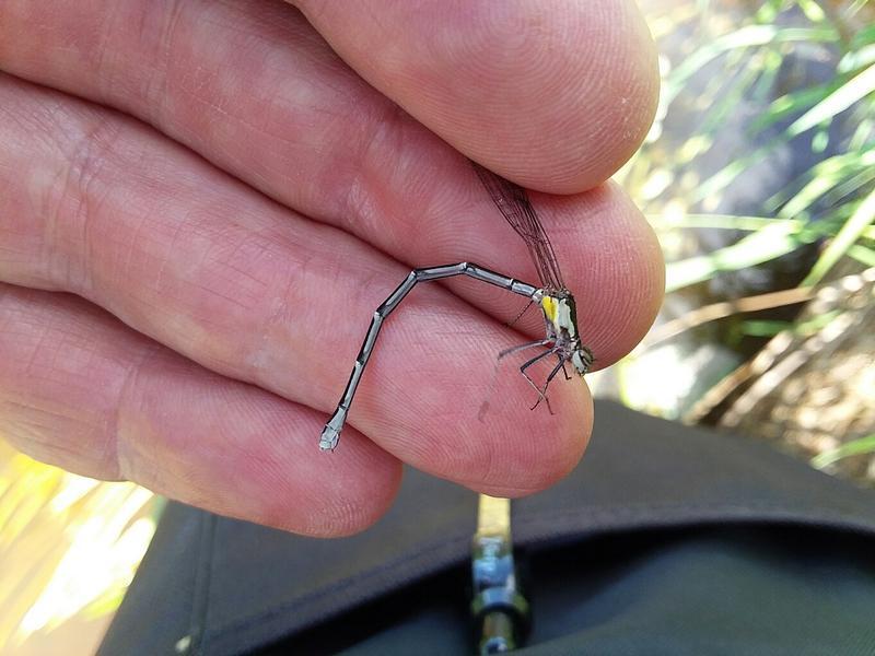 Photo of Aurora Damsel