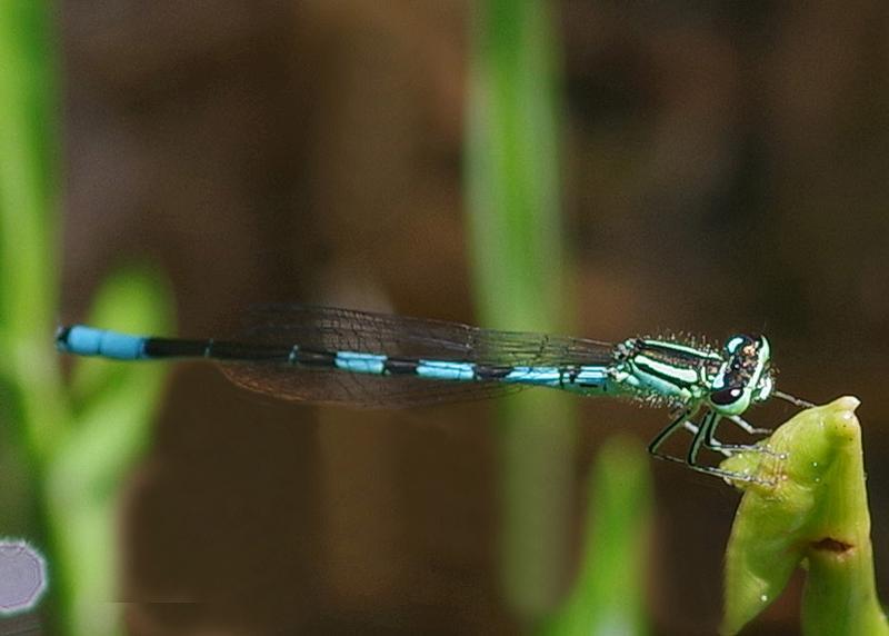 Photo of Taiga Bluet