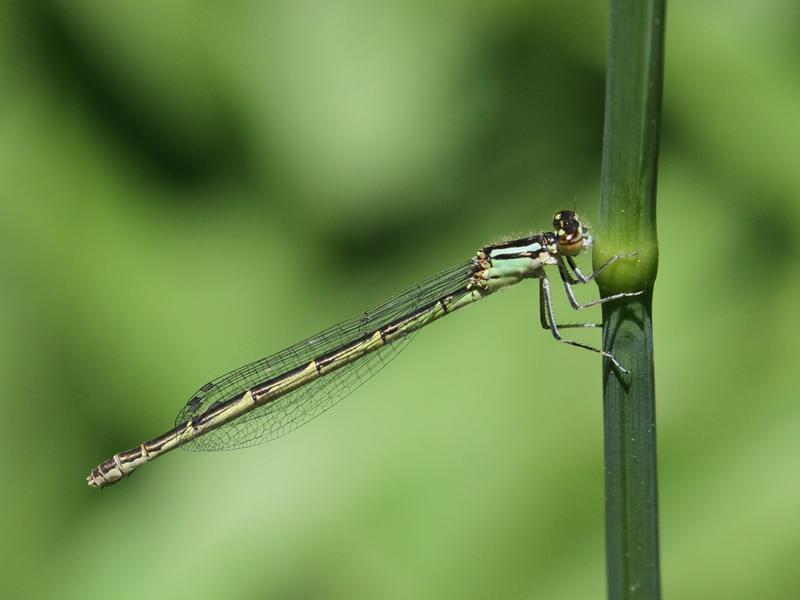 Photo of Marsh Bluet