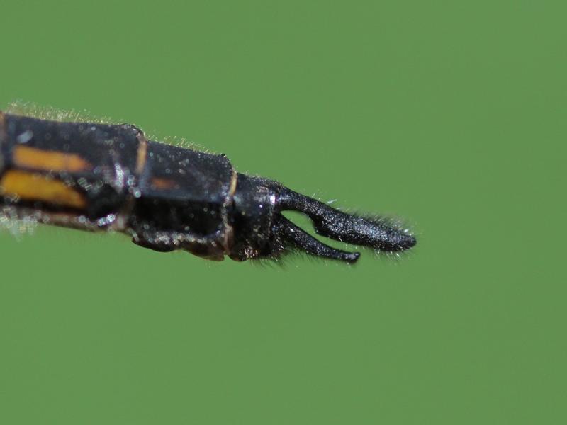 Photo of Common Baskettail