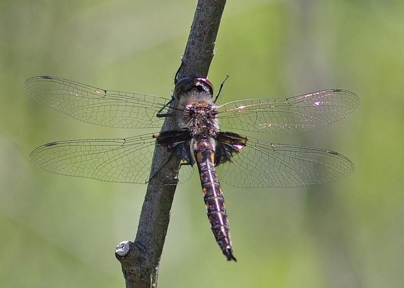 Photo of Common Baskettail