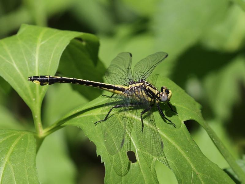 Photo of Midland Clubtail