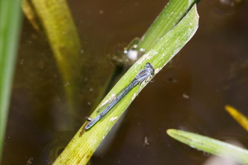 Photo of Eastern Forktail