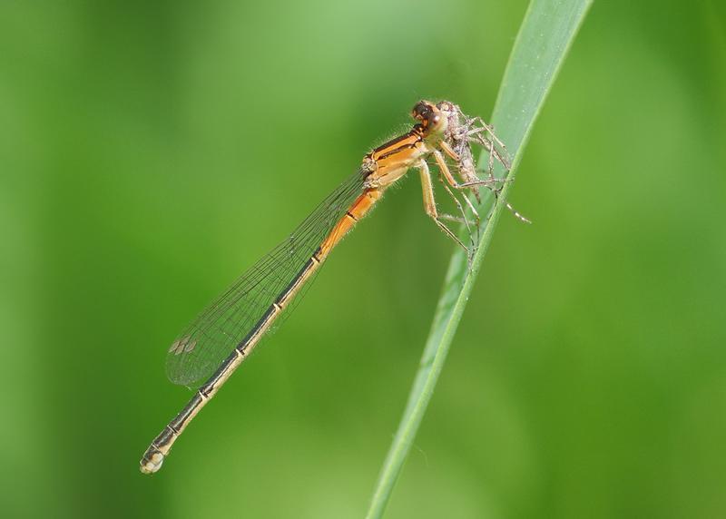 Photo of Eastern Forktail