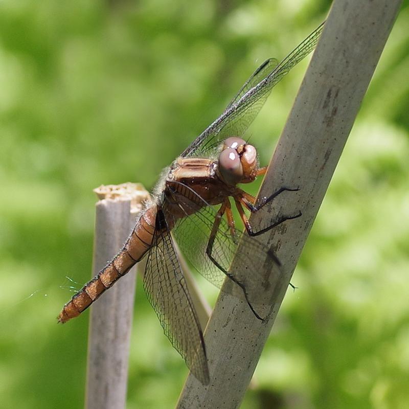 Photo of Chalk-fronted Corporal