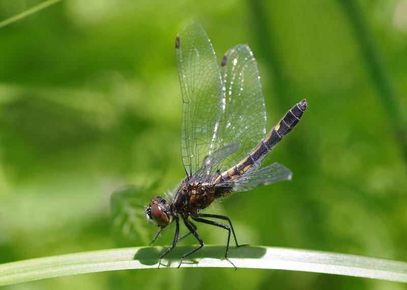 Photo of Dot-tailed Whiteface