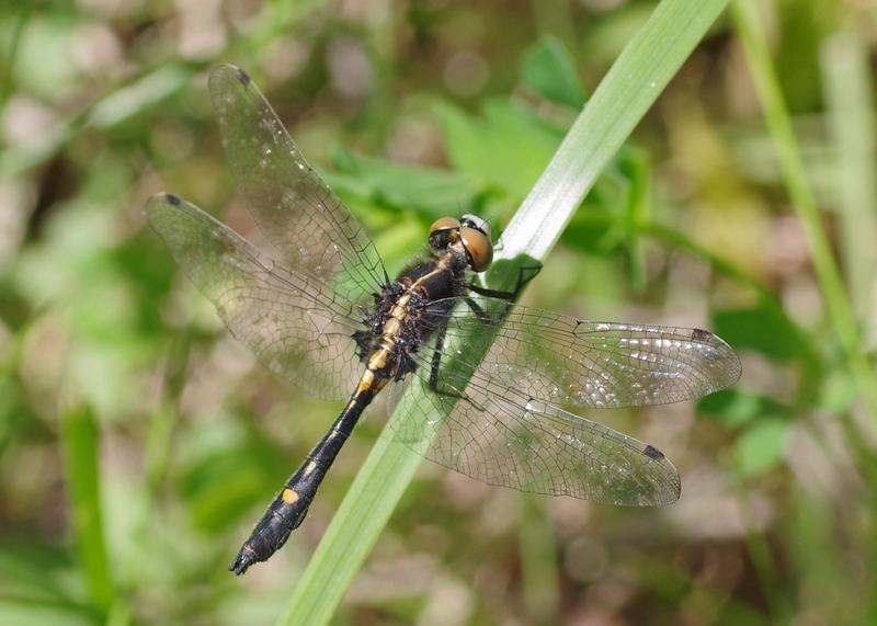 Photo of Dot-tailed Whiteface