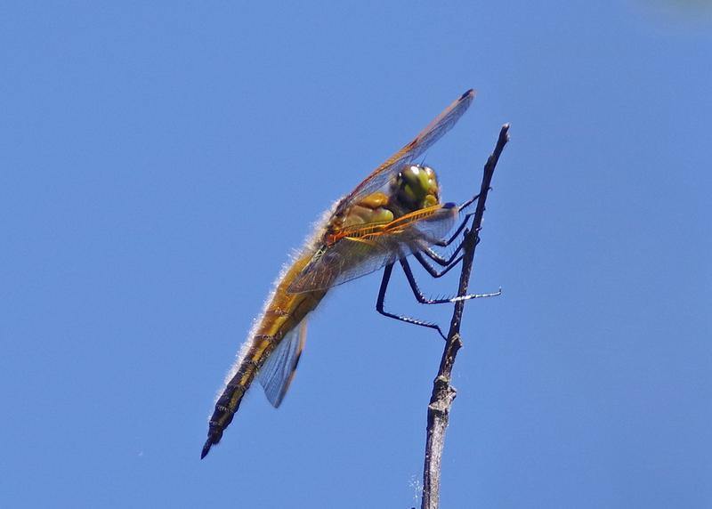 Photo of Four-spotted Skimmer