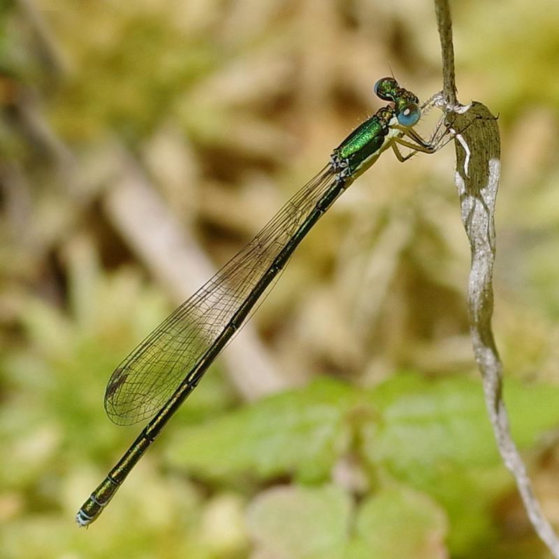 Photo of Sedge Sprite