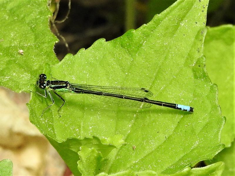 Photo of Eastern Forktail