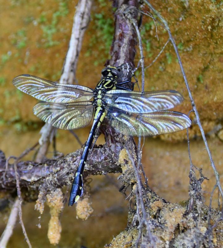 Photo of Cobra Clubtail