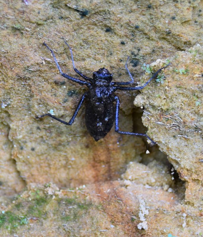 Photo of Swift River Cruiser (Illinois River Cruiser ssp.)
