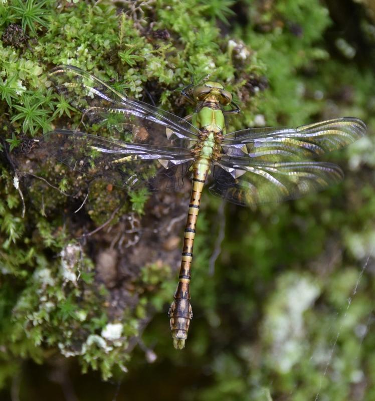 Photo of Rusty Snaketail