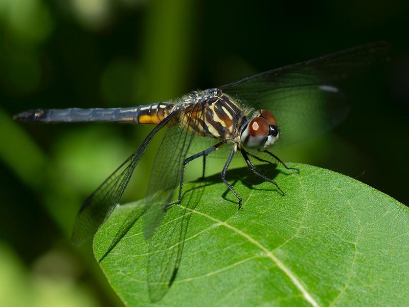 Photo of Blue Dasher