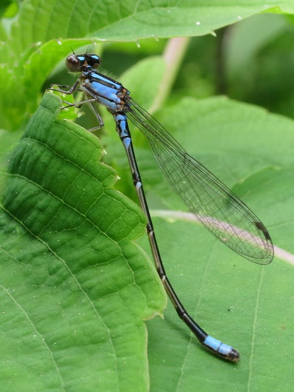 Photo of Skimming Bluet